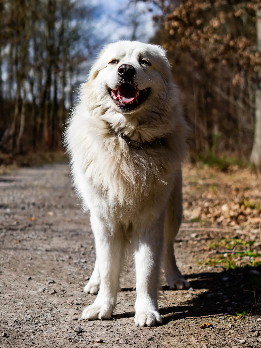 A white dog standing in the middle of the woods.