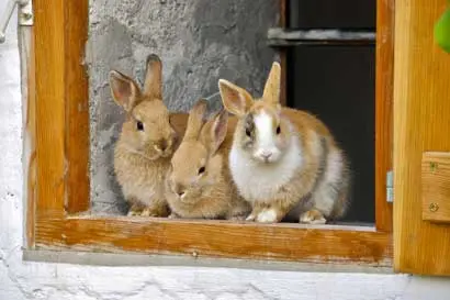 Three rabbits in a hutch.
